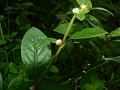 Fig Joyweed